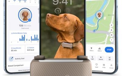 Tractive vs Fi Collar: Which GPS Dog Tracker Is Better? (2026)